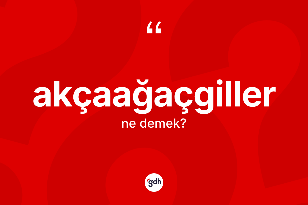Akçaağaçgiller kelimesinin tanımı nedir? Akçaağaçgillerin sözlükteki anlamı nedir?