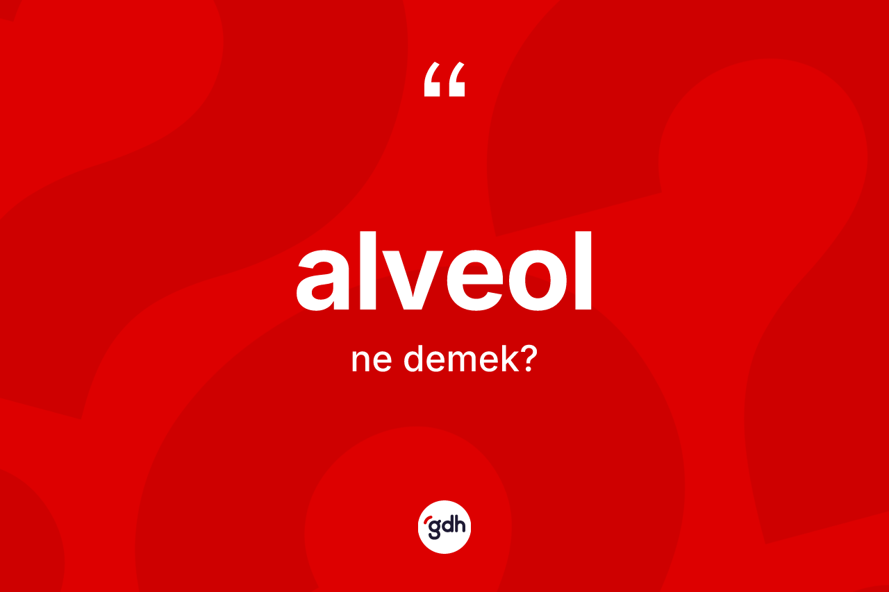 Alveol kelimesi ne anlama gelir? Alveol kelimesinin kaç farklı anlamı var?
