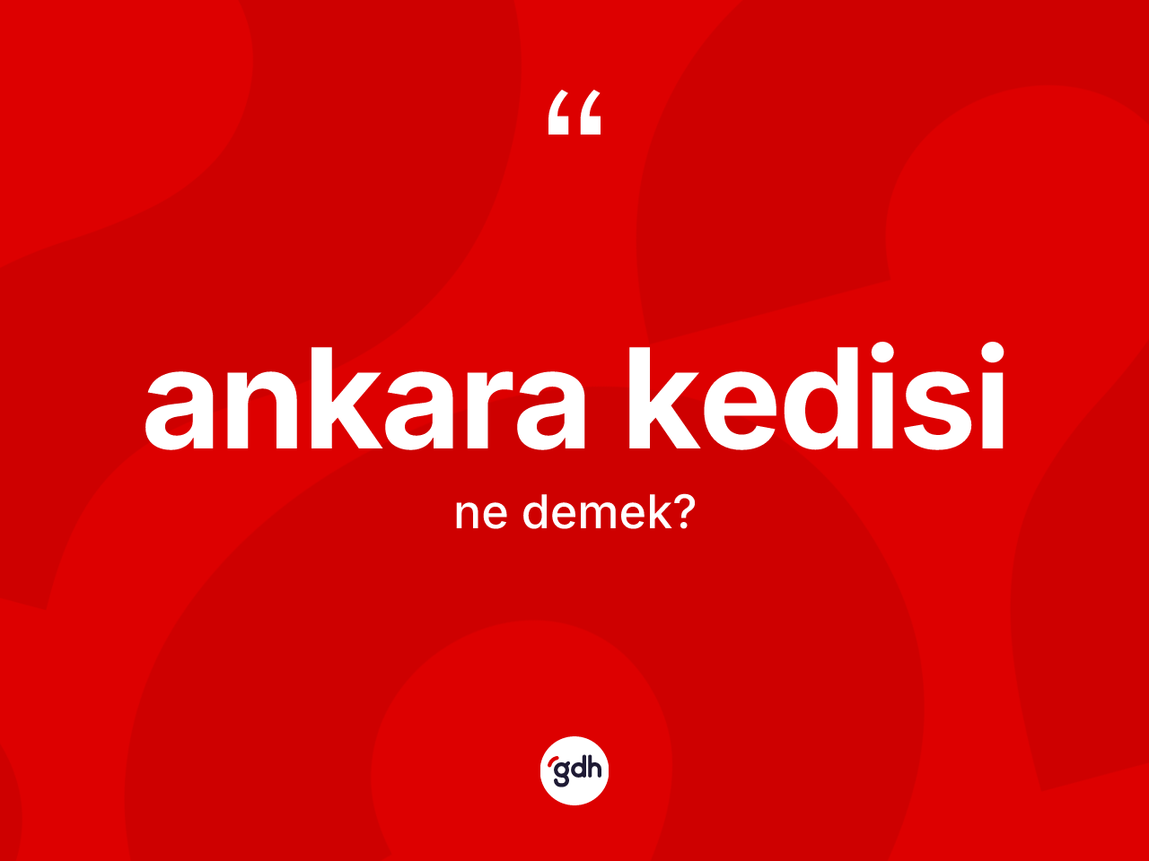 Ankara kedisi kelimesi nedir? Ankara kedisi kelimesinin TDK'ya göre açıklaması nedir?