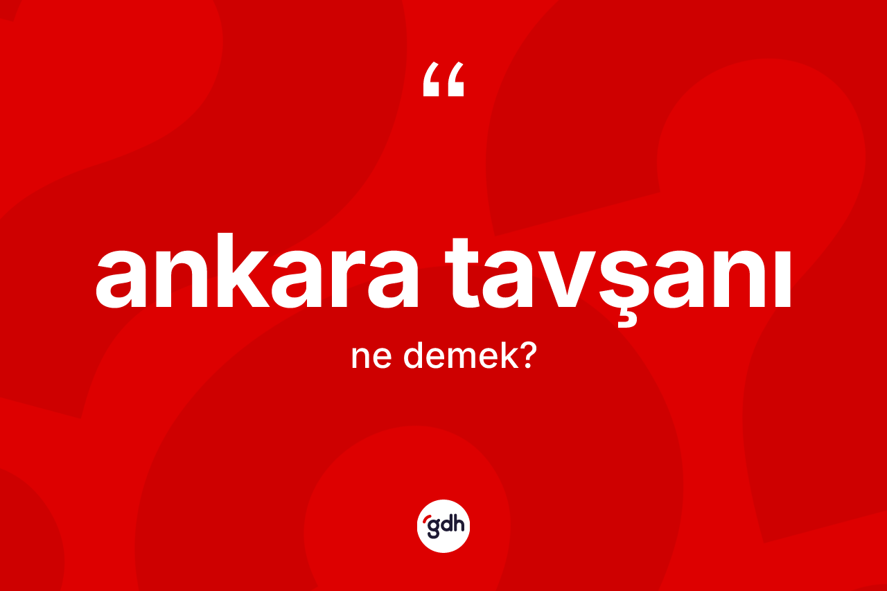 Ankara tavşanı ne demek? Ankara tavşanının TDK'ya göre anlamı nedir?