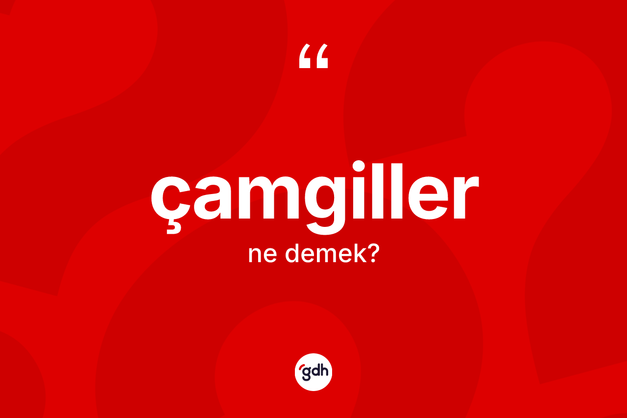 Çamgiller nedir?
