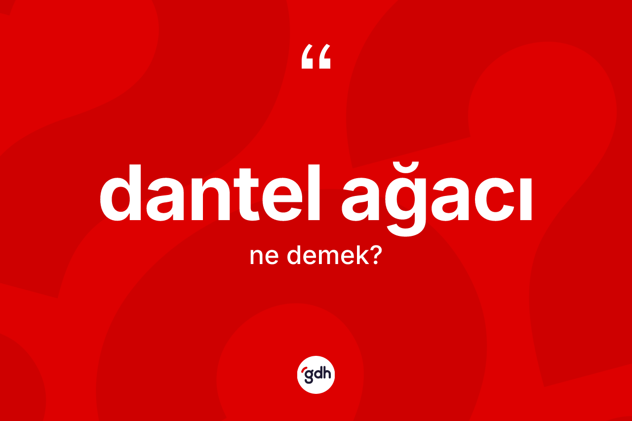 Dantel ağacı kelimesi ne demek?