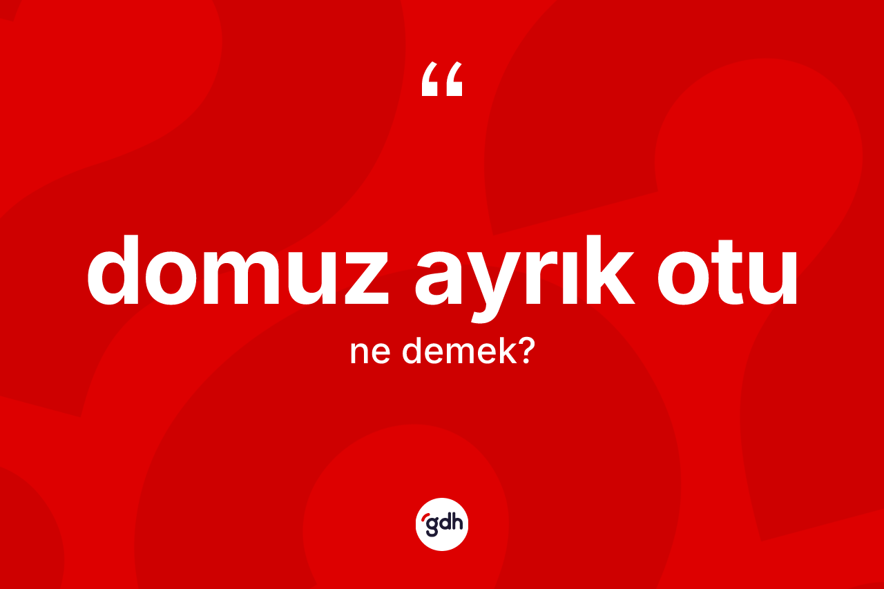 Domuz ayrık otu kelimesinin tanımı nedir?