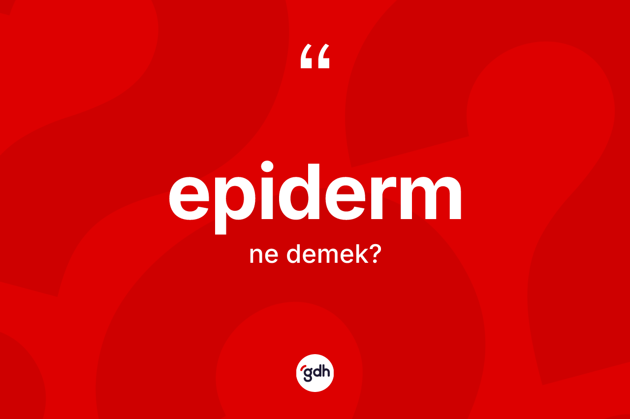 Epiderm kelimesinin tanımı nedir? Epiderm kelimesinin TDK anlamı nedir?