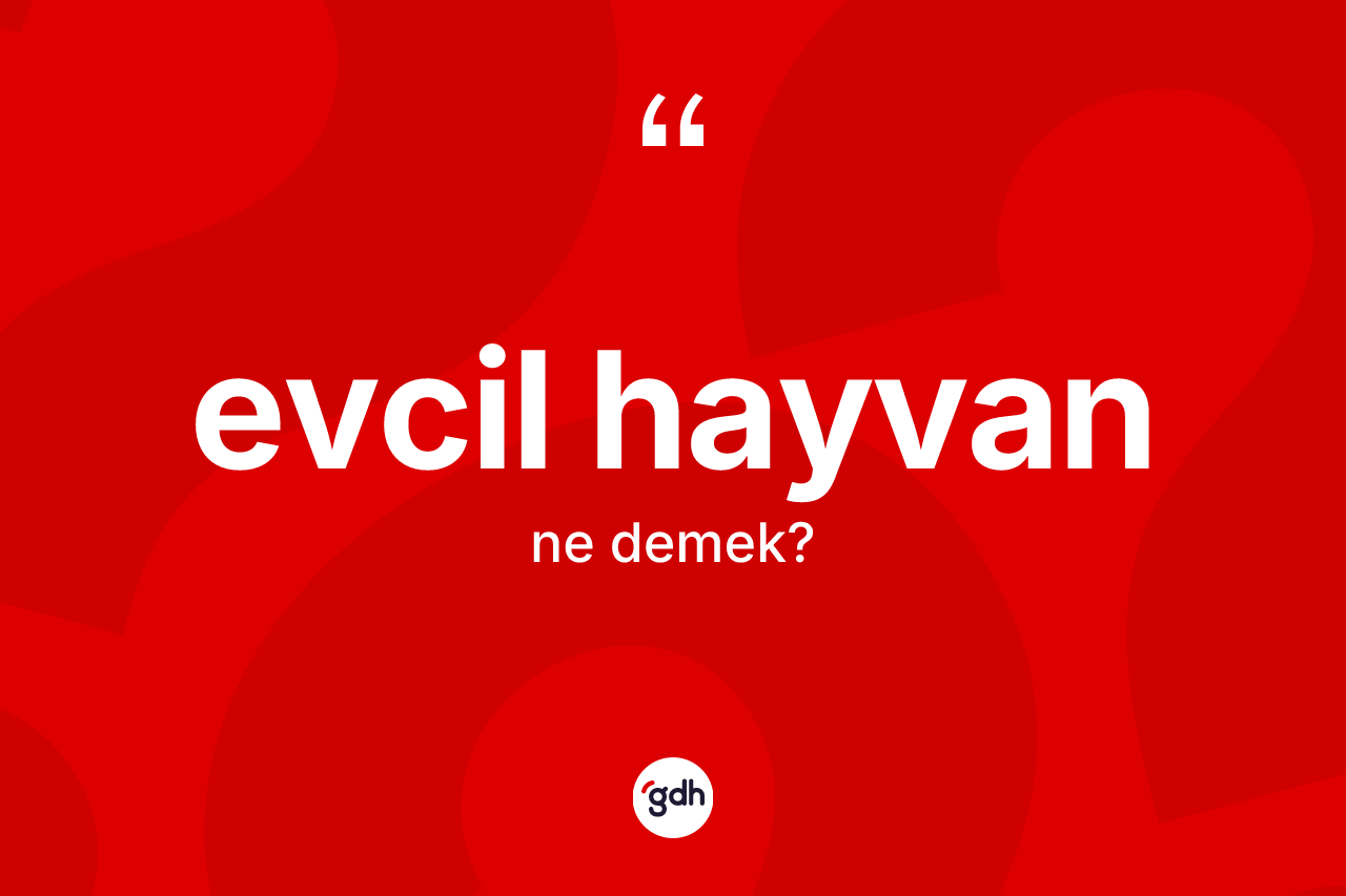 Evcil hayvan kelimesi nedir? Evcil hayvanın TDK'ya göre anlamı nedir?