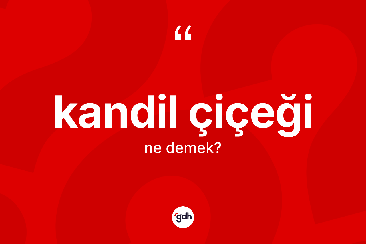 Kandil çiçeği kelimesinin sözlükteki tanımı nedir? Kandil çiçeğinin TDK'ya göre anlamı nedir?