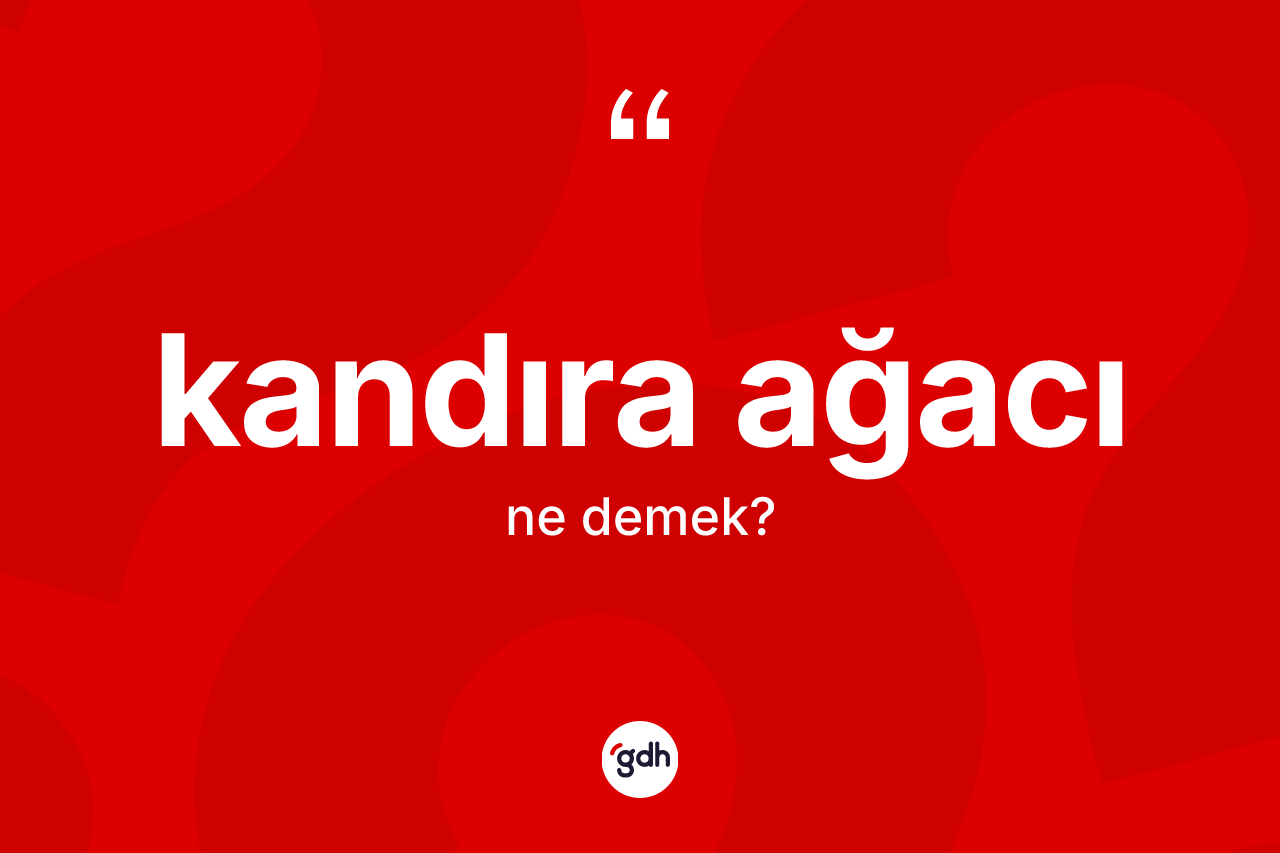 Kandıra ağacı kelimesi ne anlama gelir? Kandıra ağacının TDK'ya göre anlamı nedir?