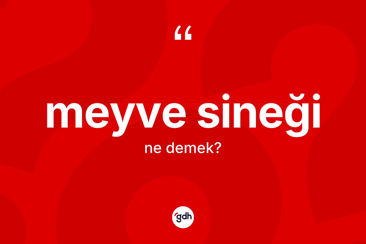 Meyve sineği kelimesi nedir? Meyve sineğinin TDK'ya göre anlamı nedir?