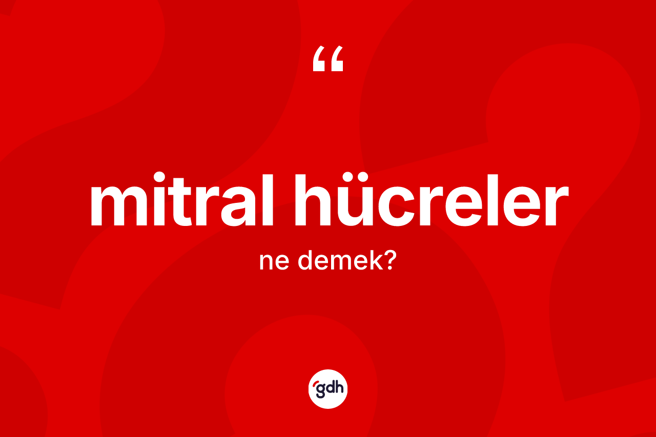 Mitral hücreler kelimesi nedir?