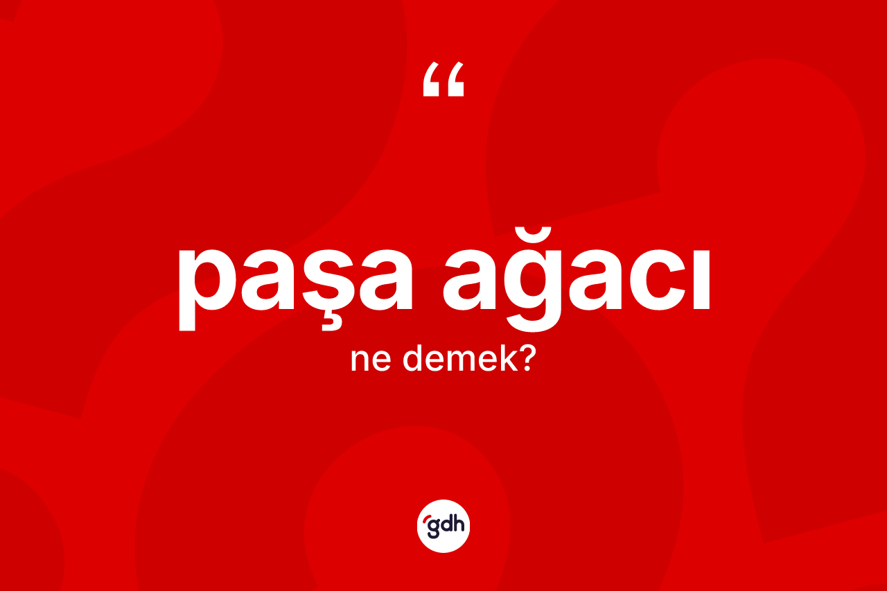 Paşa ağacı kelimesinin tanımı nedir?
