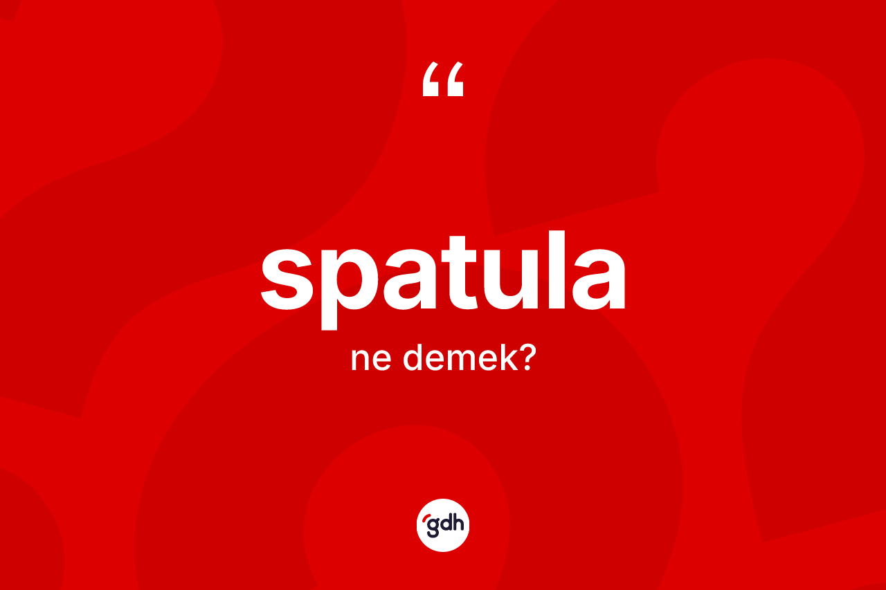 Spatula ne anlama gelir?