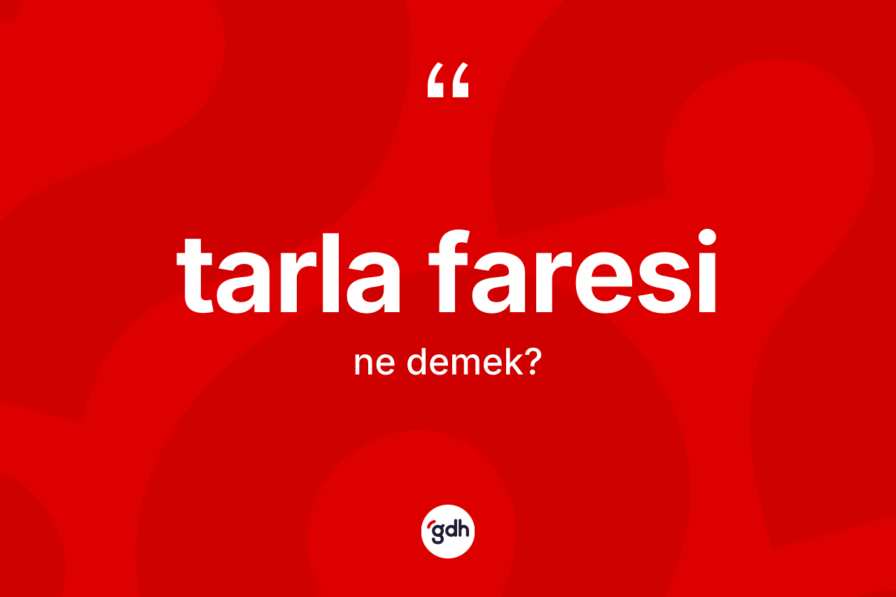 Tarla faresi kelimesi nedir?