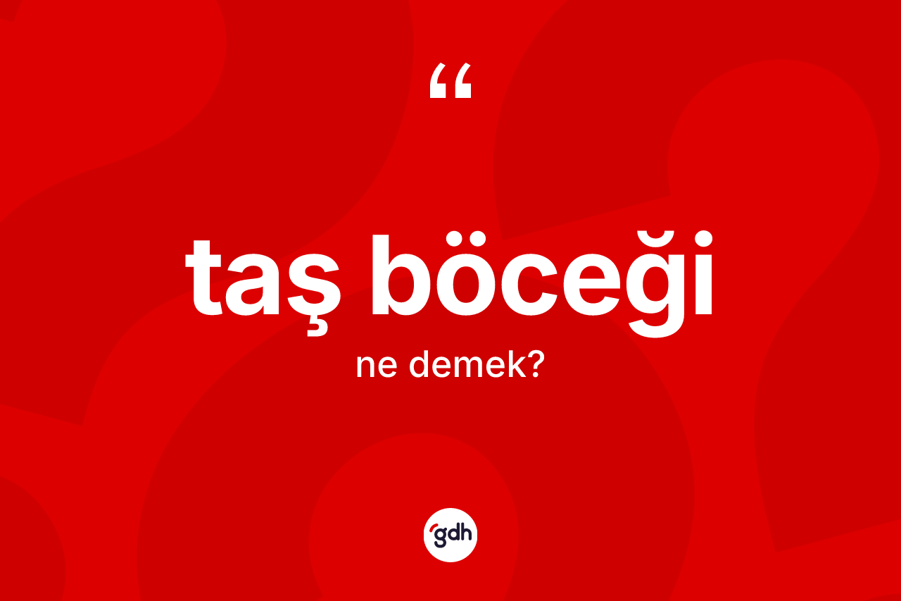 Taş böceği kelimesinin anlamı nedir? Taş böceği kelimesinin TDK anlamı nedir?