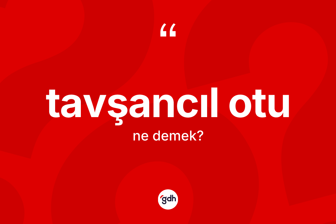 Tavşancıl otu kelimesinin tanımı nedir? Tavşancıl otunun TDK'ya göre anlamı nedir?