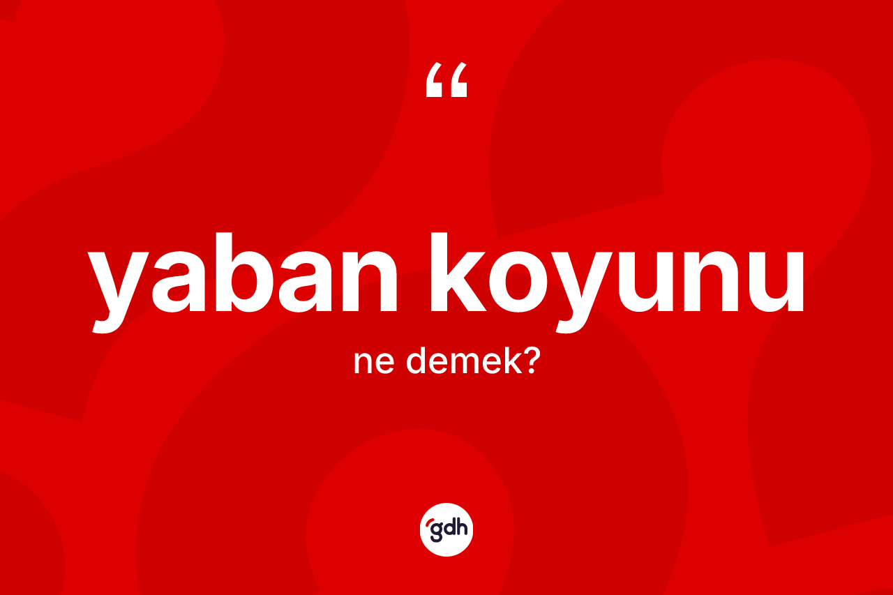 Yaban koyunu ne demek?