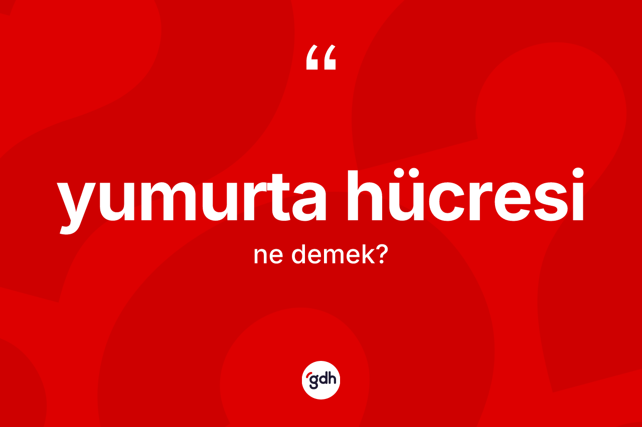 Yumurta hücresi ne anlama gelir?